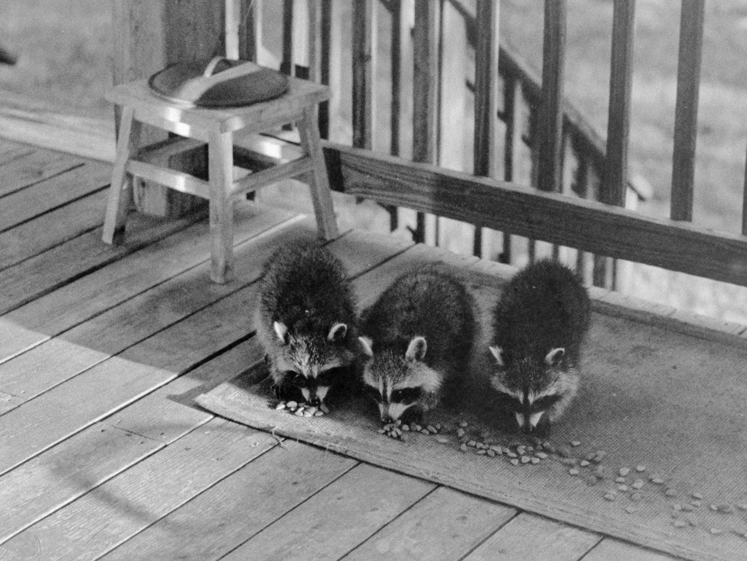 A couple of raccoons are standing on a porch