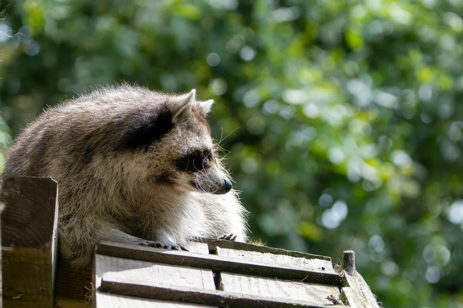 a raccoon sitting on top of a wooden structure