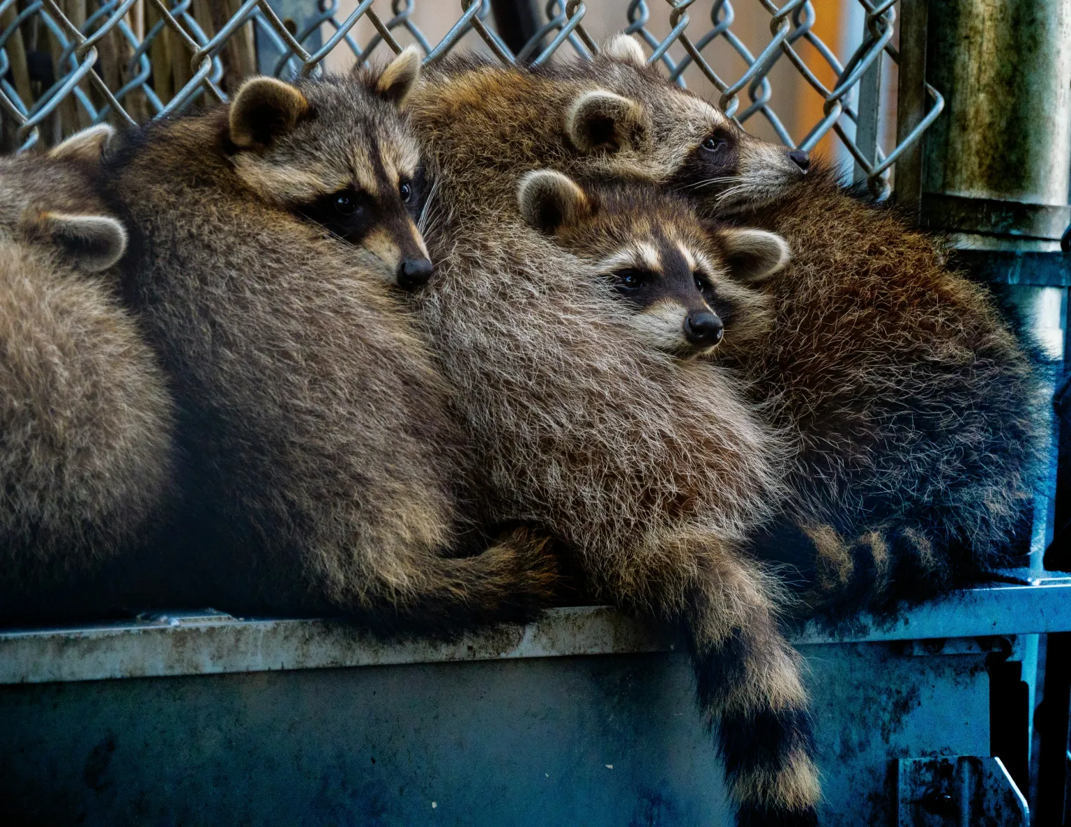 A group of raccoons sitting on top of a metal container