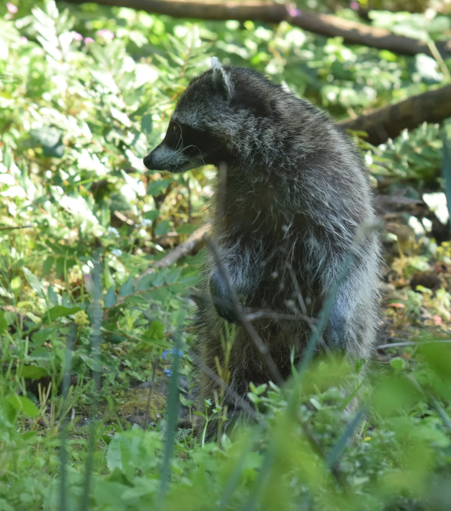A raccoon stands proudly amongst the greenery.